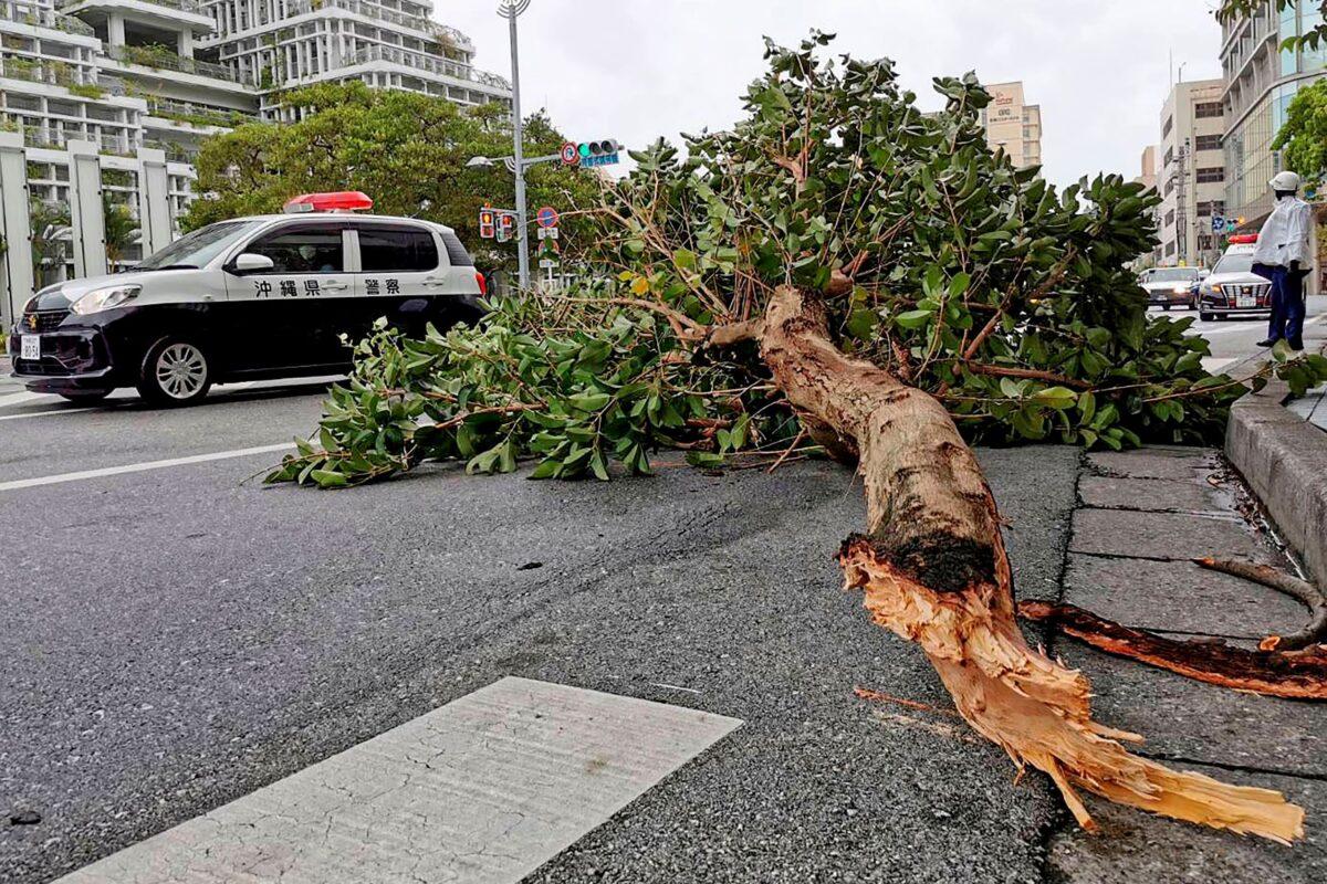 A tree is broken by strong winds as Typhoon Hinnamnor hits Naha, Okinawa prefecture, Japan, on Sept. 4, 2022. (Kyodo News via AP)