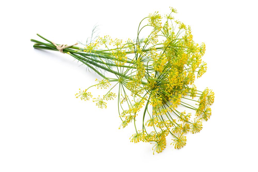 This time of year, you can find fresh dill crowns at the farmers market. (Alexander Raths/Shutterstock)