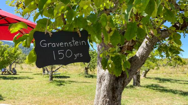 A 150-year-old Gravenstein apple tree at Gowan’s Heirloom Cider in Philo, Calif., on Sept. 3, 2022. (Ilene Eng/The Epoch Times)