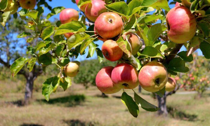 146-Year-Old Apple Orchard Offers a Taste of History to Passersby