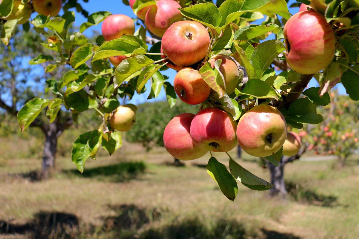 146-Year-Old Apple Orchard Offers a Taste of History to Passersby