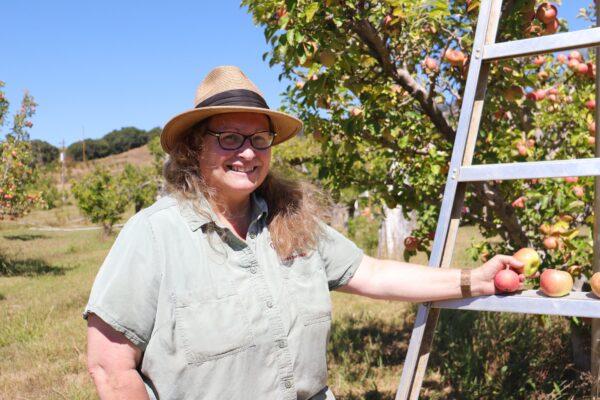 Sharon Gowan picks apples at Gowan’s Heirloom Cider in Philo, Calif., on Sept. 3, 2022. (Cynthia Cai/The Epoch Times)
