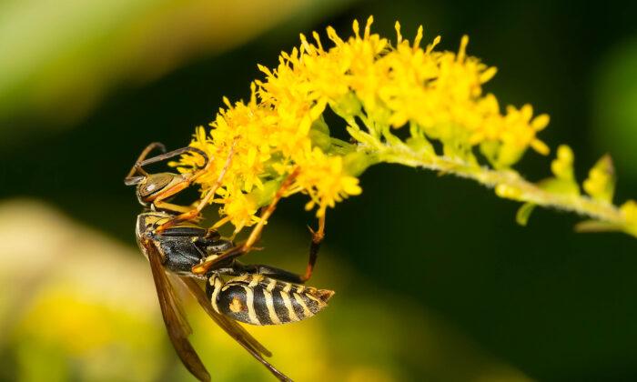Are Wasps Beneficial?