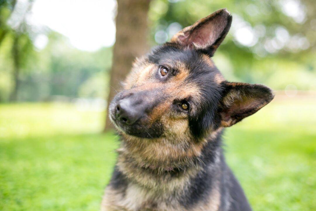 8 Types of Dog Behavior Explained
