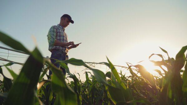 Modern farmer using the best techniques for a good corn crop. (DedovStock/Shutterstock)