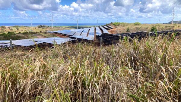 Windmills and solar panels are shown in Kahuku, Hawaii, on Aug. 22, 2022. (AP Photo/Caleb Jones)