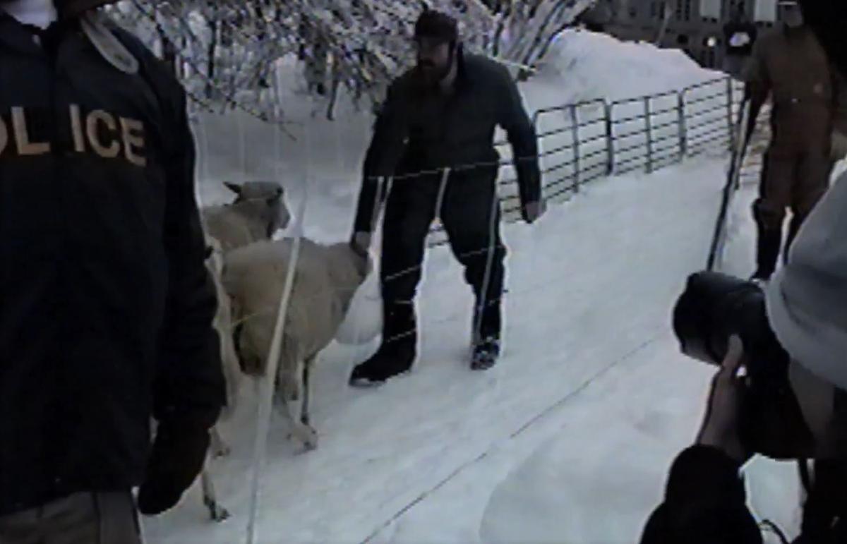 Sheep being led to the slaughter in “Farmageddon” (Gravitas Ventures)