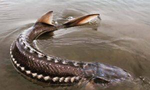 River Mystery: What Is Killing the Giant Sturgeon of BC’s Nechako River?