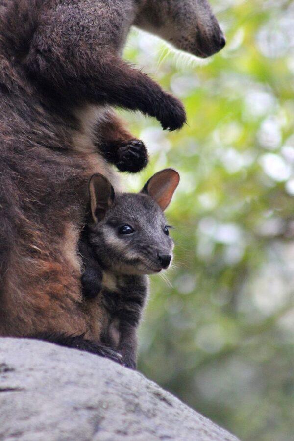 Brush-tailed Rock-wallaby Mica and her new joey at Taronga Zoo. Surprised keepers at Taronga Zoo are celebrating the unexpected birth of the endangered Brush-tailed Rock-wallaby, April 15, 2016, in Sydney, Australia (AAP Image/Taronga Zoo)