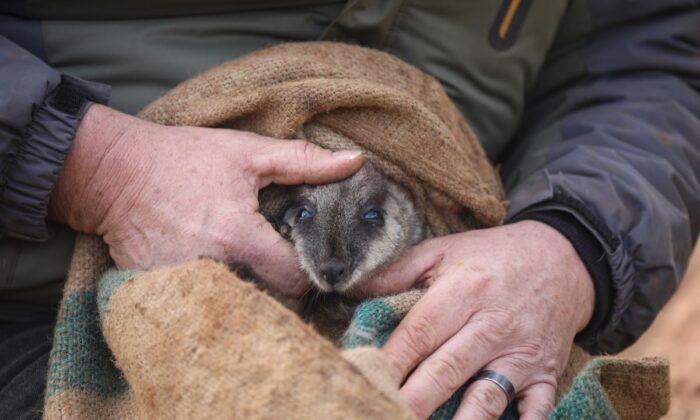 Joey Survives Rare Paused Wallaby Pregnancy