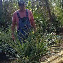 John Cannon, owner and operator of Treemendous Tree and Nursery in North Port Fla. has been stung by a venomous caterpillar "numerous times." Sept. 2022 (Courtesy, Treemendous Tree and Nursery)