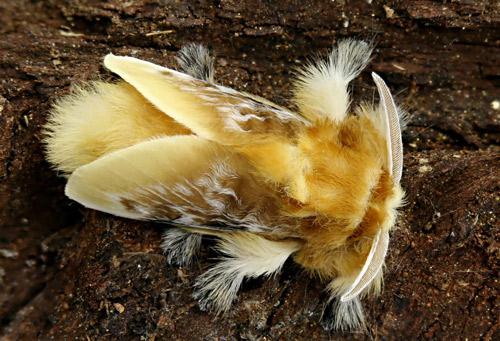 The Puss Caterpillar will eventually turn into a Puss Flannel Moth. (Courtesy, Donald Hall, professor emeritus, The University of Florida)