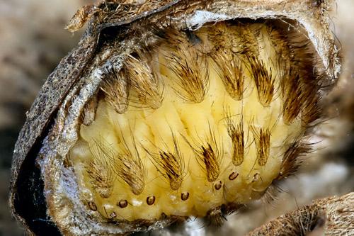 Venomous spines on the bottom of the Puss Caterpillar. (Courtesy, Donald Hall, professor Emeritus, University of Florida)