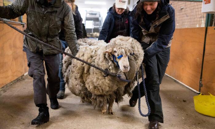 [Video] Lost Sheep Trapped in 57-Pound Fleece Saved From Death: ‘It Was Indeed the Hardest Rescue’