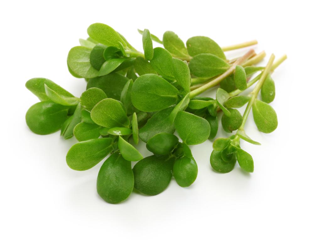 Purslane, a succulent plant that's frequently considered to be a weed, is a nutrient powerhouse. (bonchan/Shutterstock)