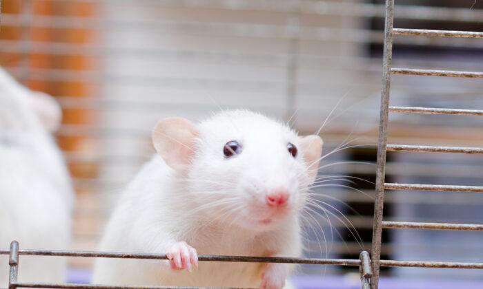 Exercise Hormone Stops Parkinson’s Symptoms in Mice