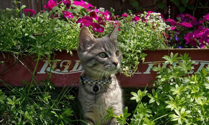 A Patio for Your Cat: Catios Are the New Craze, Here’s Why and the Benefits They Provide