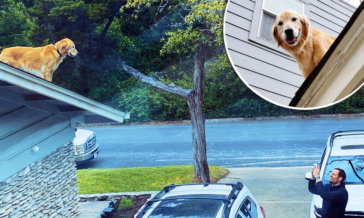 Golden Retriever Finds Out He Can Get Onto Roof, Spends His Days Greeting Passersby