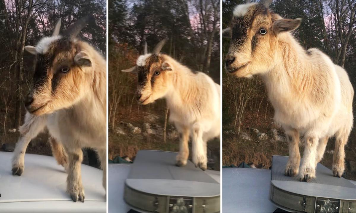 VIDEO: Deputy Leaves Car Door Open, Finds Goats on Roof, Inside Munching Paperwork, ‘Don’t You Eat That!’