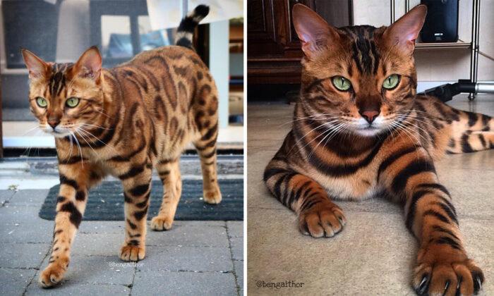 PHOTOS: Bengal Cat’s Majestic Coat Makes Him Look Like Half Tiger and Half Leopard