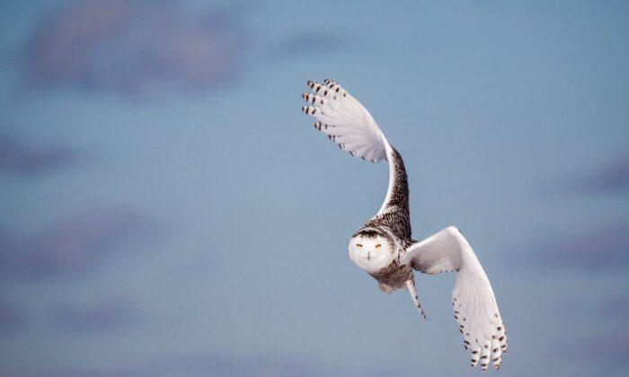 ‘Wow Factor’: Public Website Reveals Best-Yet Picture of Hundreds of Bird Migrations