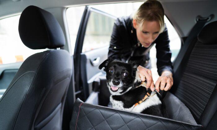 Dog Vehicle Safety and Pet Diabetes