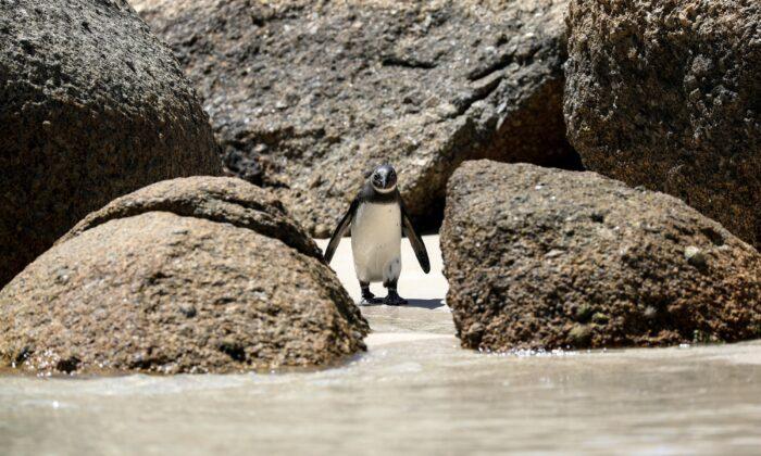 Avian Flu Outbreak Detected Among Cape Town’s Penguin Colony at Boulders