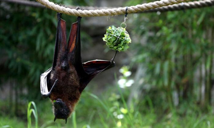 Rabid Bat Found in Fountain Valley