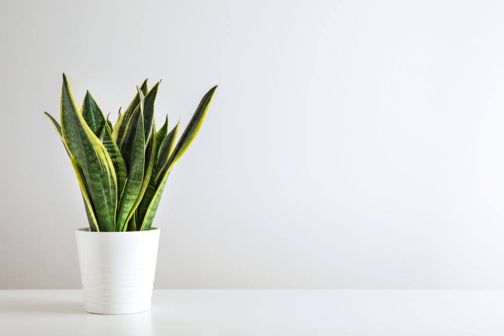 Snake plants are perhaps the most famous air-purifying houseplants. (Aquarius Studio/Shutterstock)
