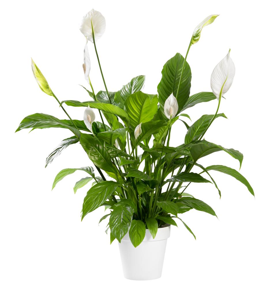 Peace lilies are ideal for low-light corners of the house. (Photology1971/Shutterstock)