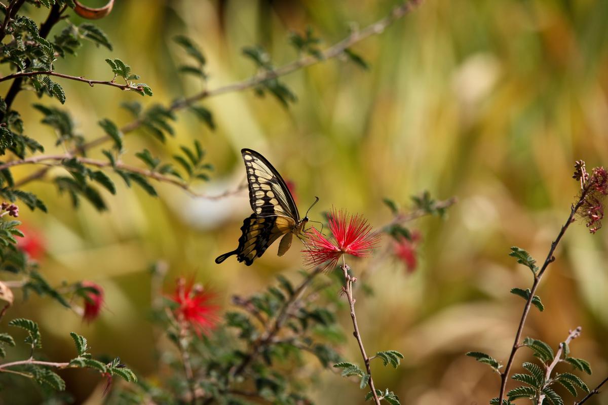 Giant Swallowtail at Tucson Botanical Gardens, Arizona. (Ingrid Curry/Shutterstock)