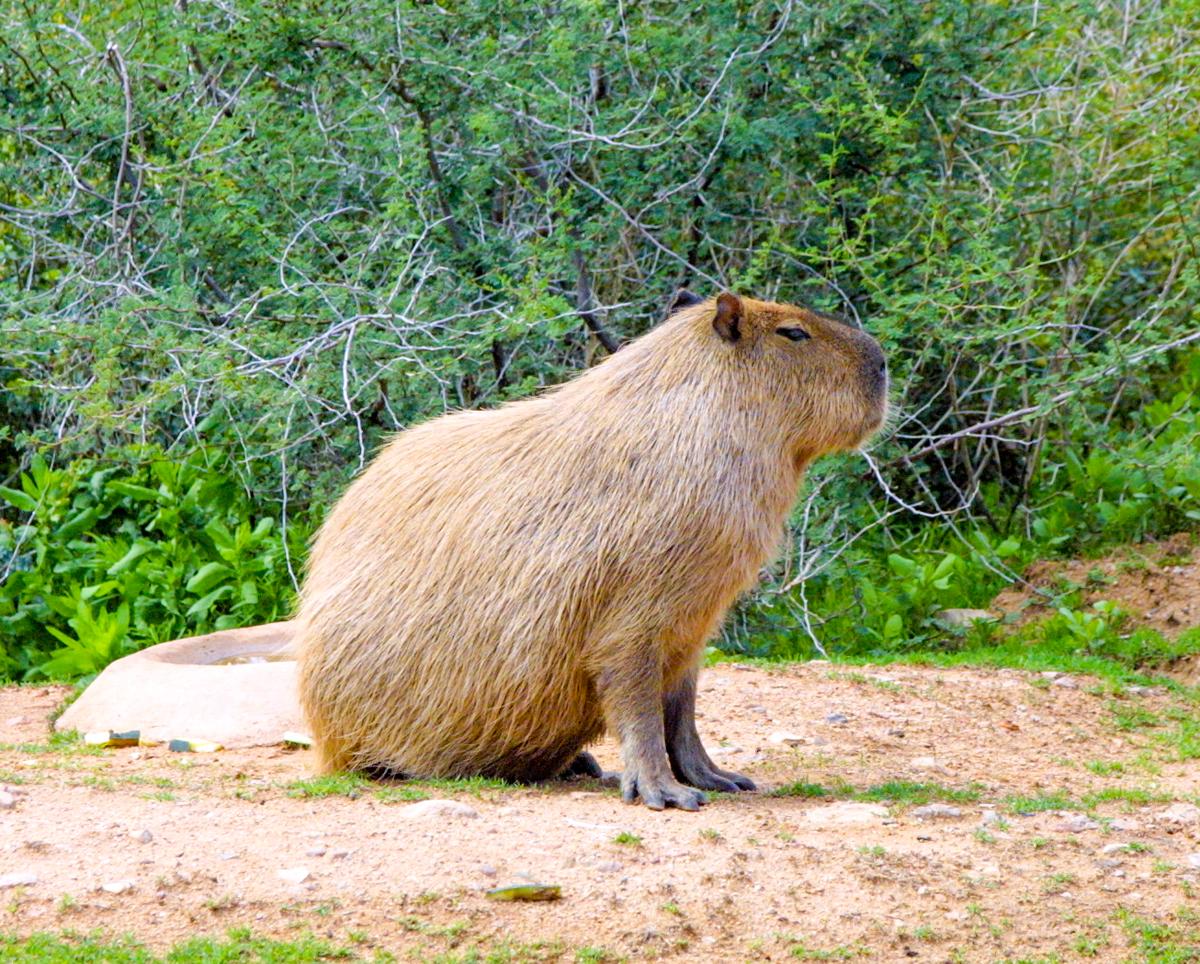 Have you ever seen a Capybara? (Courtesy of Michelle Sutter)
