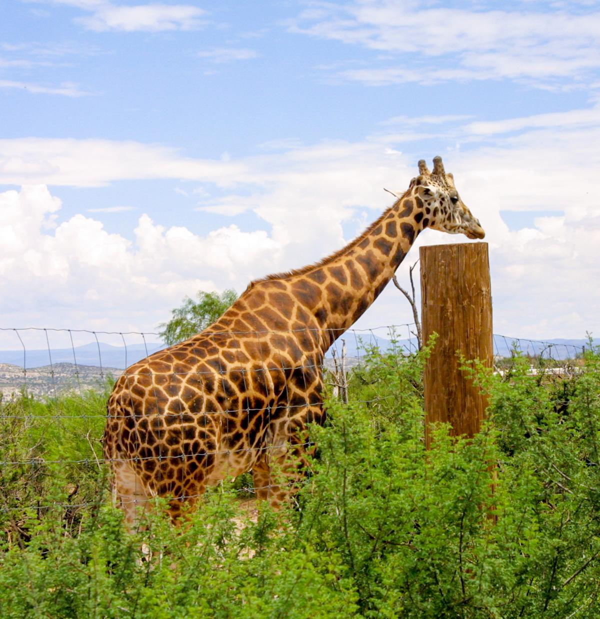 A giraffe at the Out of Africa Preserve (Courtesy of Michelle Sutter)