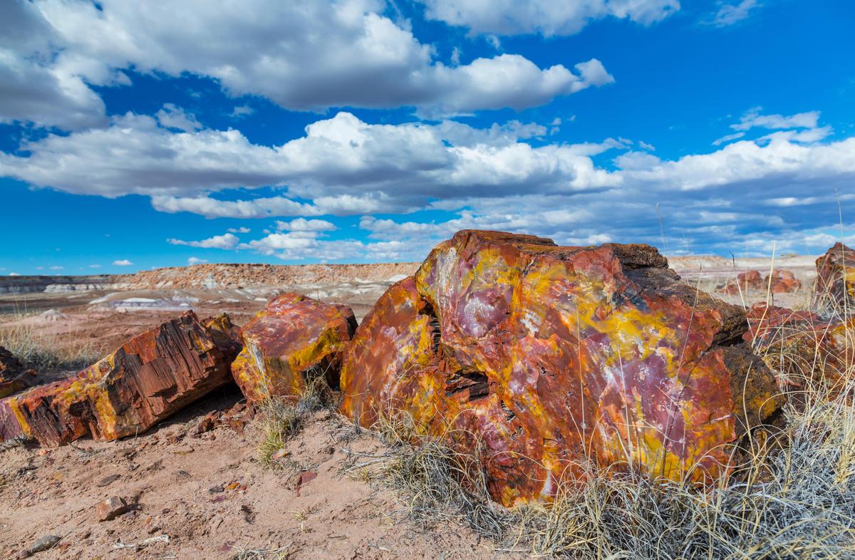 Petrified wood at the badlands of the Petrified Forest National Park in Arizona state of the United States of America, North America. (Juan Carlos Munoz/Shutterstock)