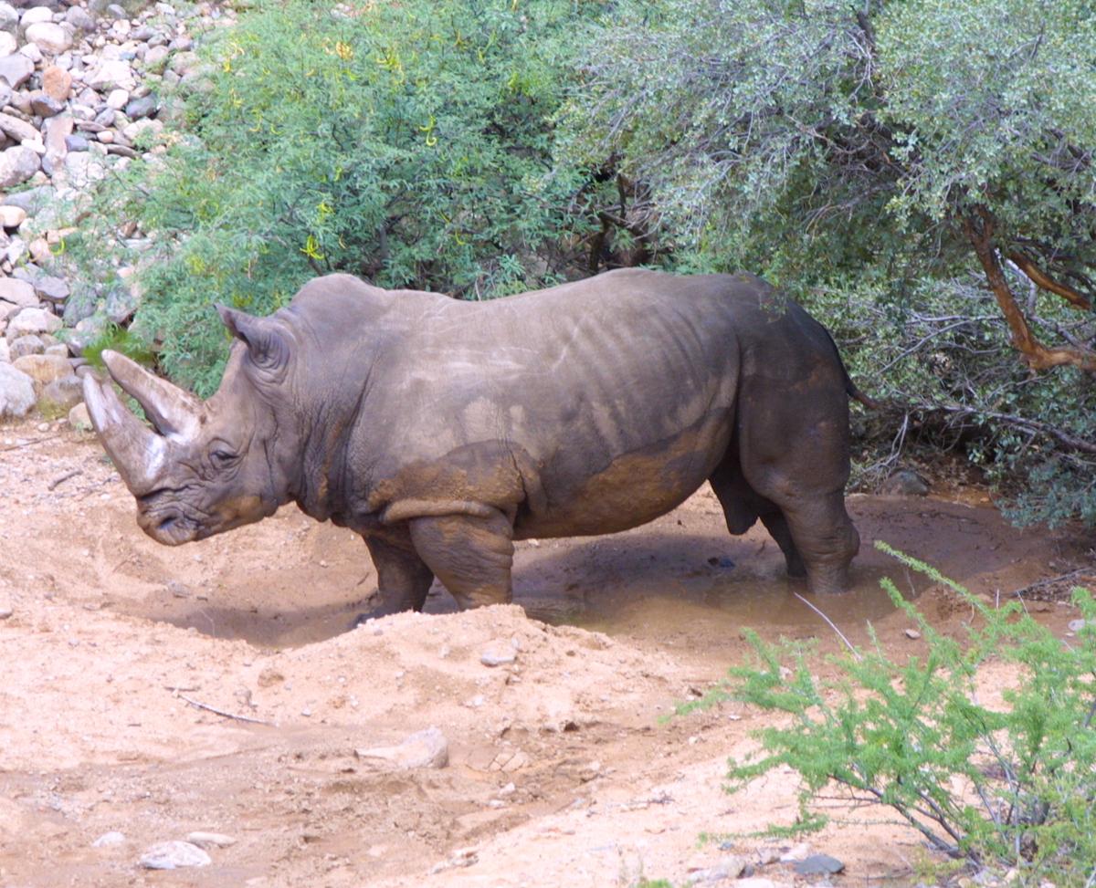 A rhino at the Out of Africa Preserve. (Courtesy of Michelle Sutter)