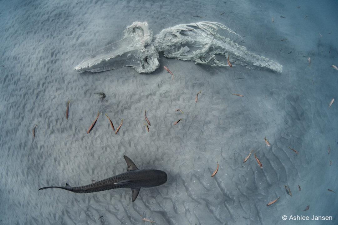 Australian Geographic Nature Photographer of the Year 2022 Winners Released—Contemplate Circle of Life and Death