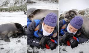  Adorable Elephant Seals Seen Giving Big Hug to Photographer on Expedition in South America