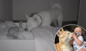 Baby Monitor Captures Devoted Dog Checking If His Toddler Friend Is Safe Each Night