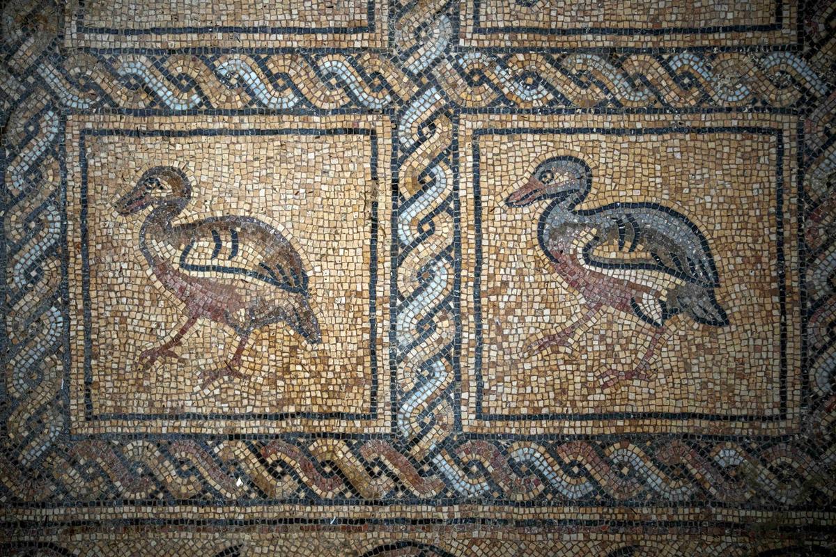 A detail depicting birds on a Byzantine-era mosaic floor that was uncovered recently by a Palestinian farmer in Bureij in central Gaza Strip, Sept. 5, 2022. (Fatima Shbair/AP Photo)