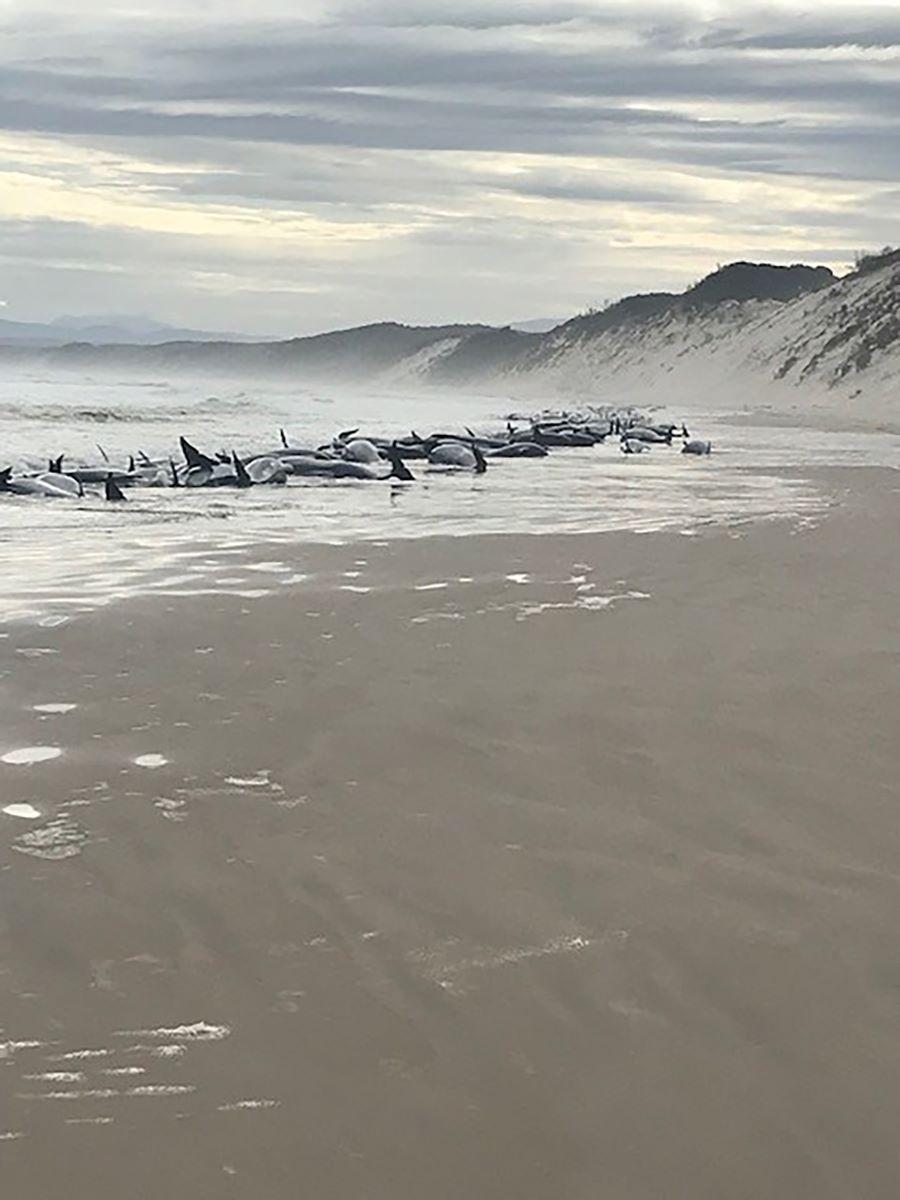Rescuers Save 32 Whales From Mass Stranding in Tasmania