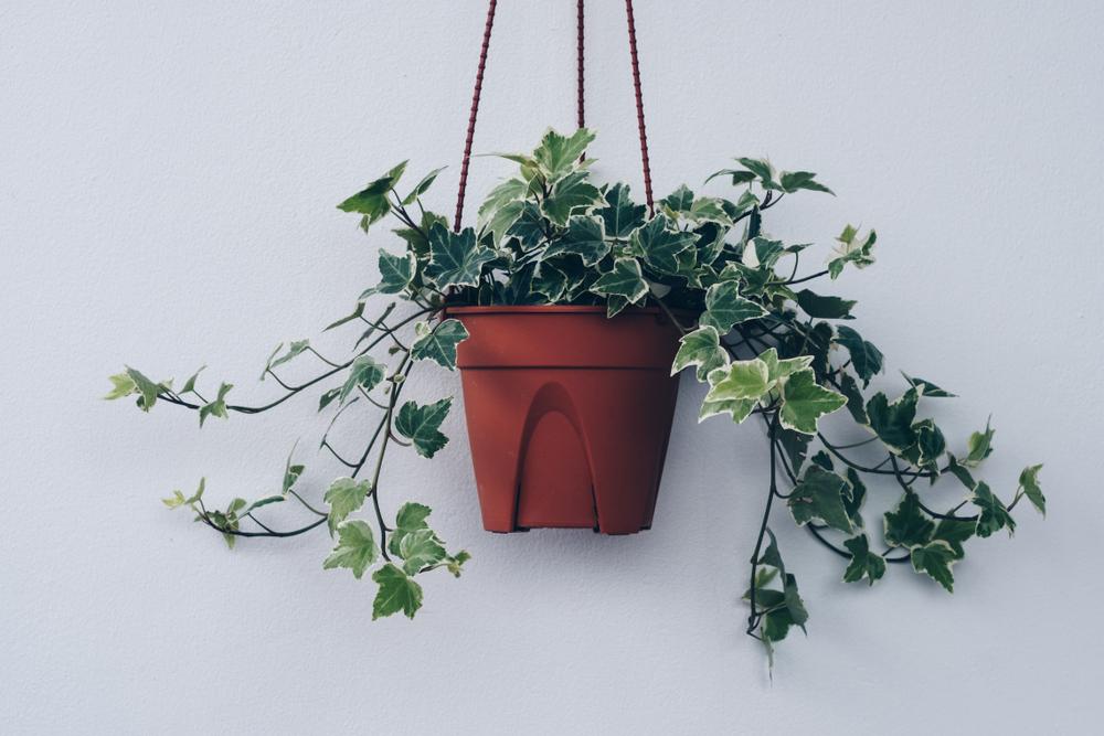 English ivy grows well in a hanging pot or climbing a frame. (Amnuay Kaewkatmanee/Shutterstock)