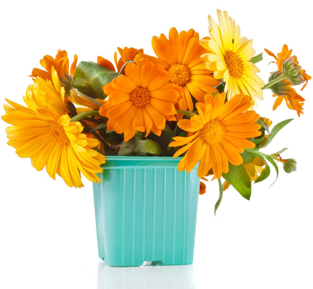 Calendula marigold flowers can be used in teas, compresses, or facial washes. (Madlen/Shutterstock)