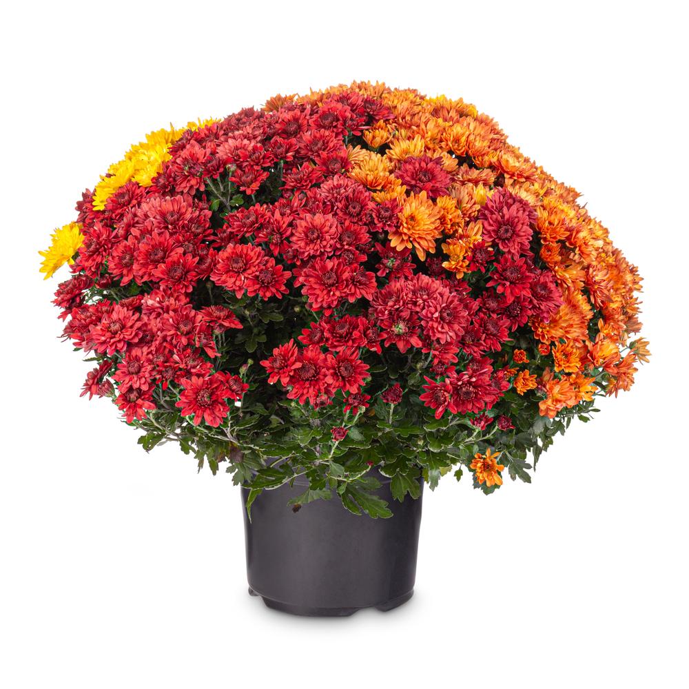 Colorful florist's chrysanthemums can be found in most home centers and supermarkets. (grafvision/Shutterstock)