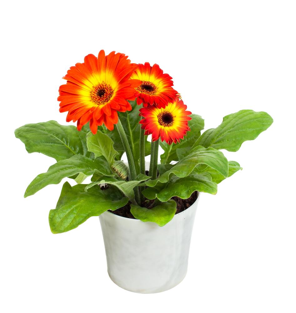 Save the seeds from your gerbera daisies to replant and enjoy all over again. (Alexey Tarasenko/Shutterstock)