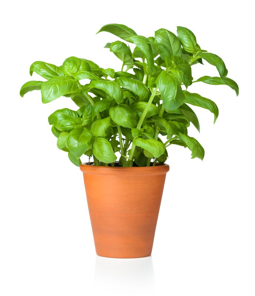 Basil can double as both an herb and a medicinal plant. (Bozena Fulawka/Shutterstock)
