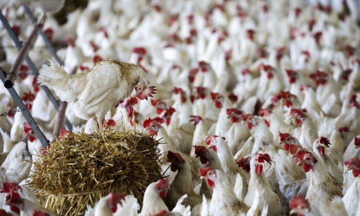 Swiss Reject Initiative to Ban Factory Farming