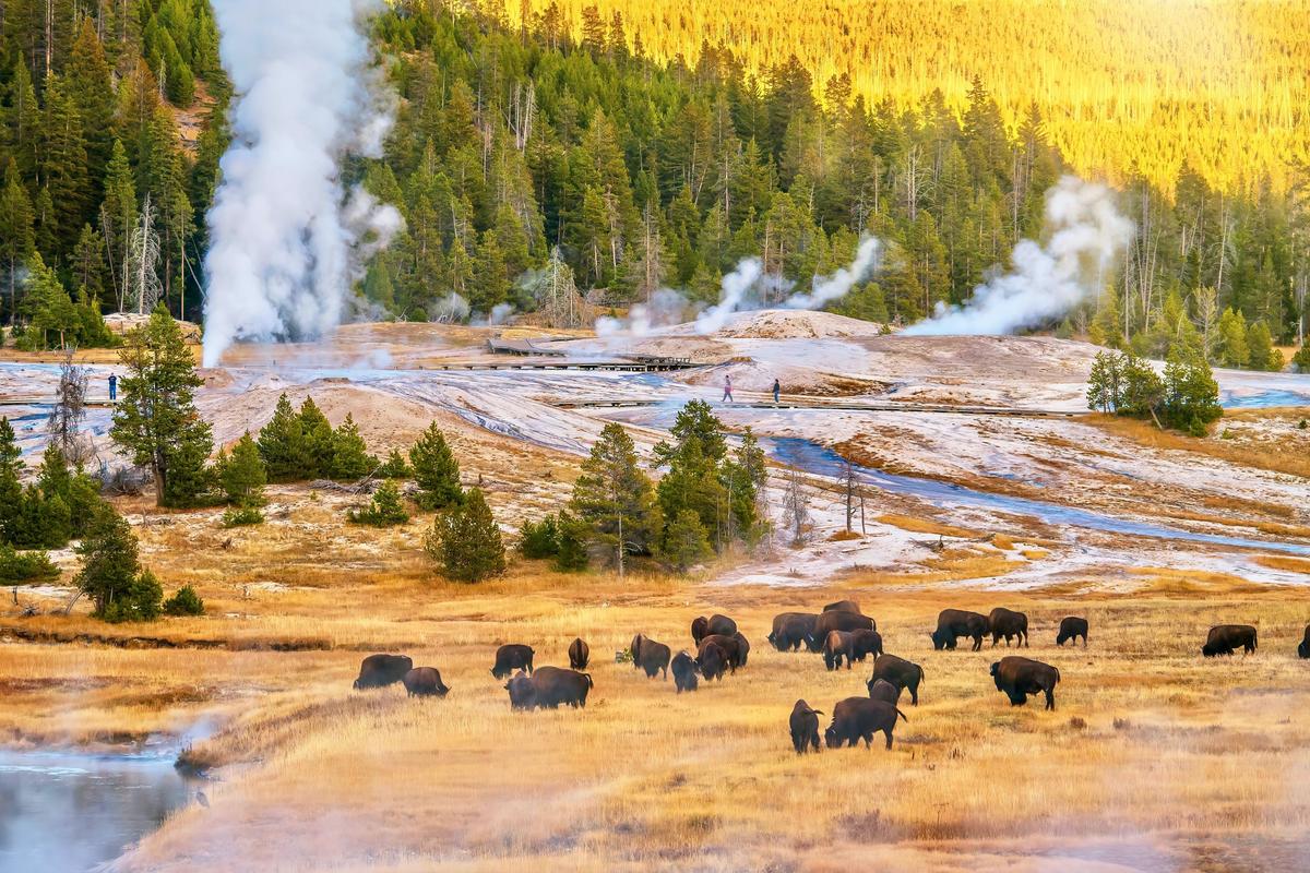 A herd of bison grazing during sunset at the Upper Geyser Basin in Yellowstone National Park.(CherylRamalho/Shutterstock)