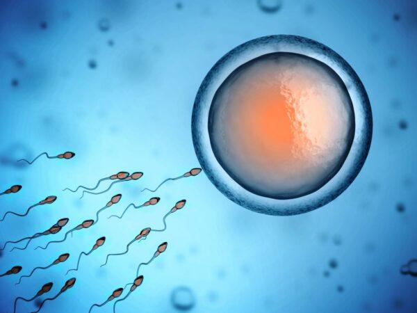 The health of sperm relates to overall body health, Australian research has found. ( koya979/Adobe Stock)