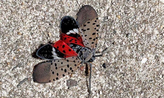 Canadian Food Inspection Agency Raises Alarm as Spotted Lanternfly Pest Nears Border