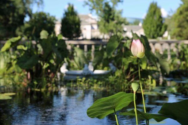 A lotus in a pond offers delight to viewers of the English Garden near the mansion. (Courtesy of Anton Khmelev)